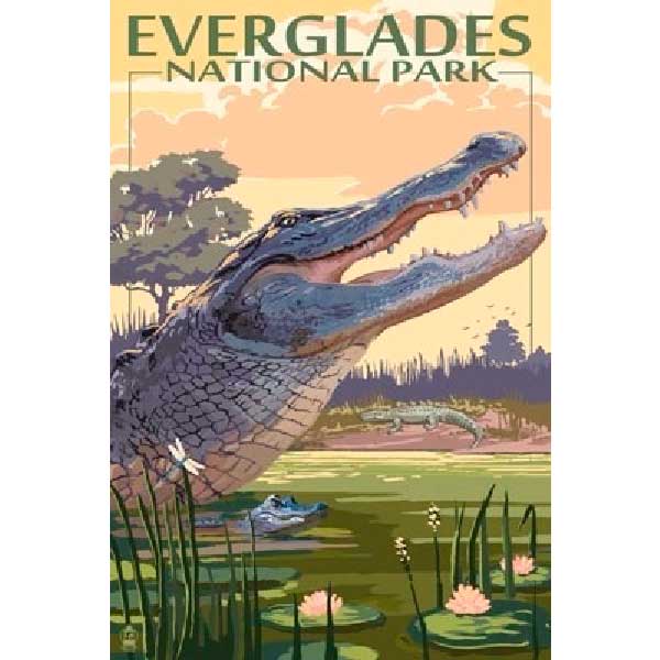 crocodiles in Everglades National Park