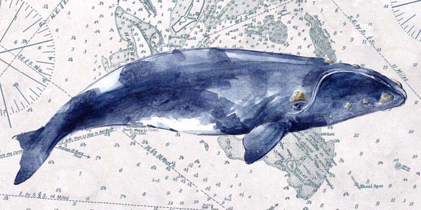 Deep Sea | Nautical Map | Whale I | Canvas Print | Wall Art