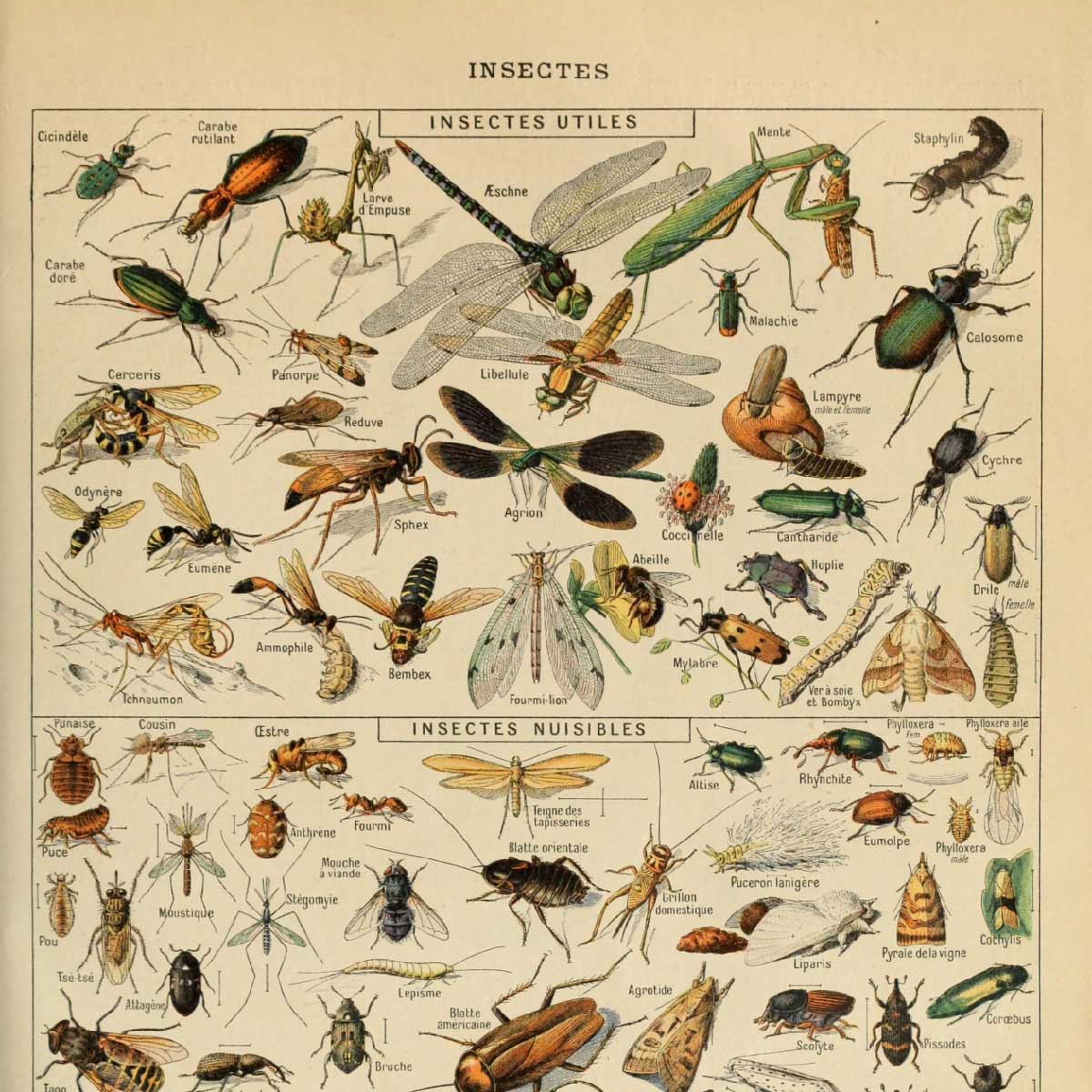 adolphe millot drawings of insects - vintage tapestry close up