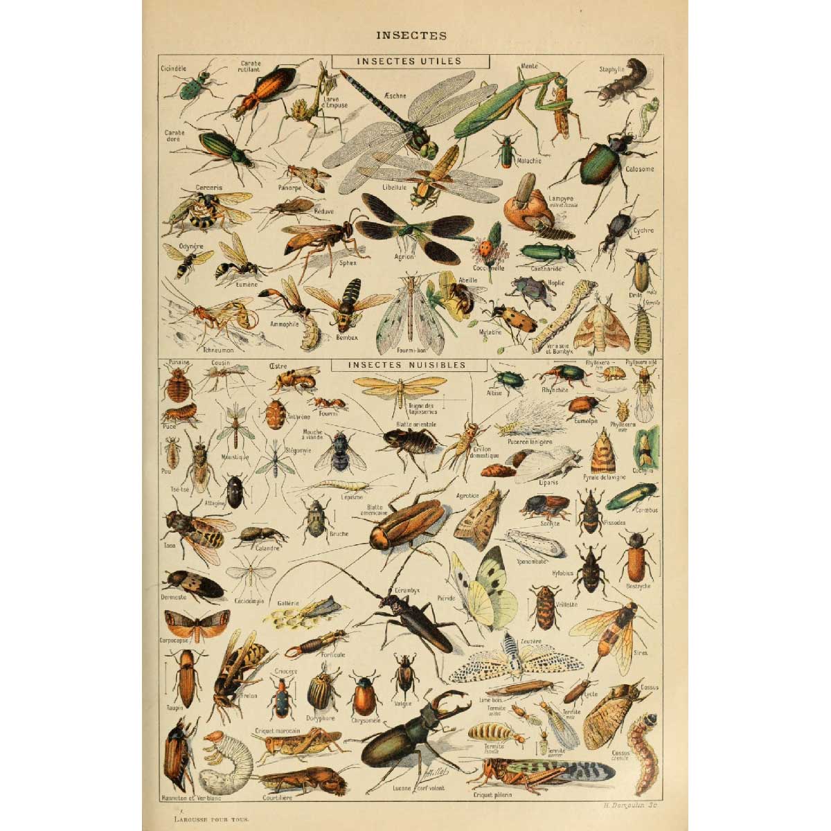 drawings of insects - old school