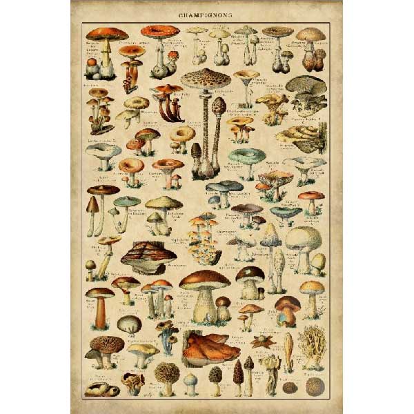 Mushrooms | Drawings | Champignons | Tapestry | Canvas Wall Hanging