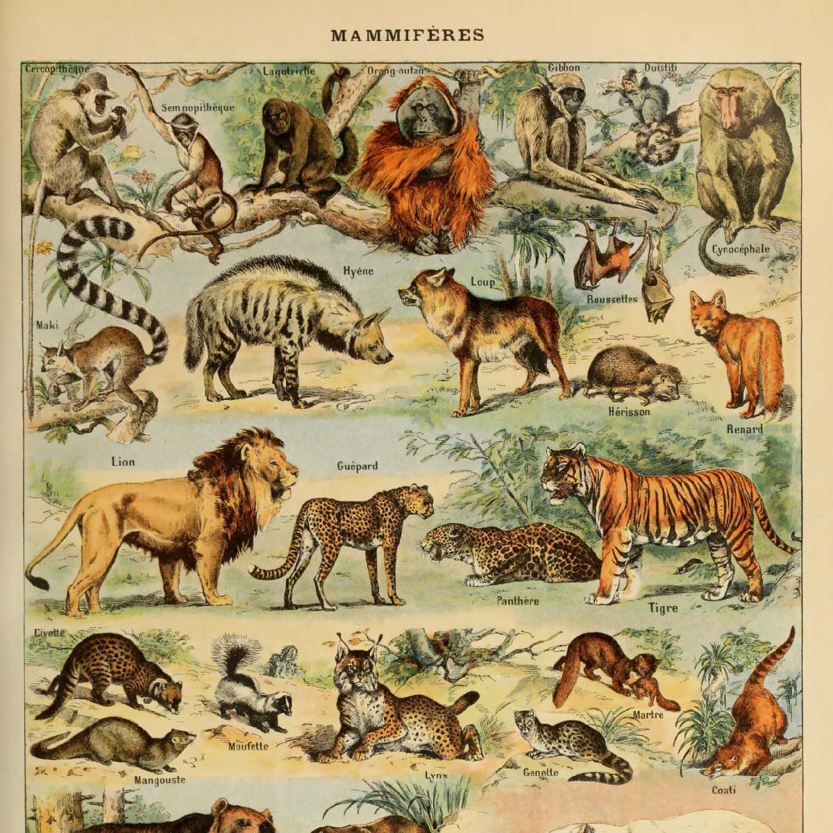 close up view of drawings of wildlife mammals. vintage-style tapestry