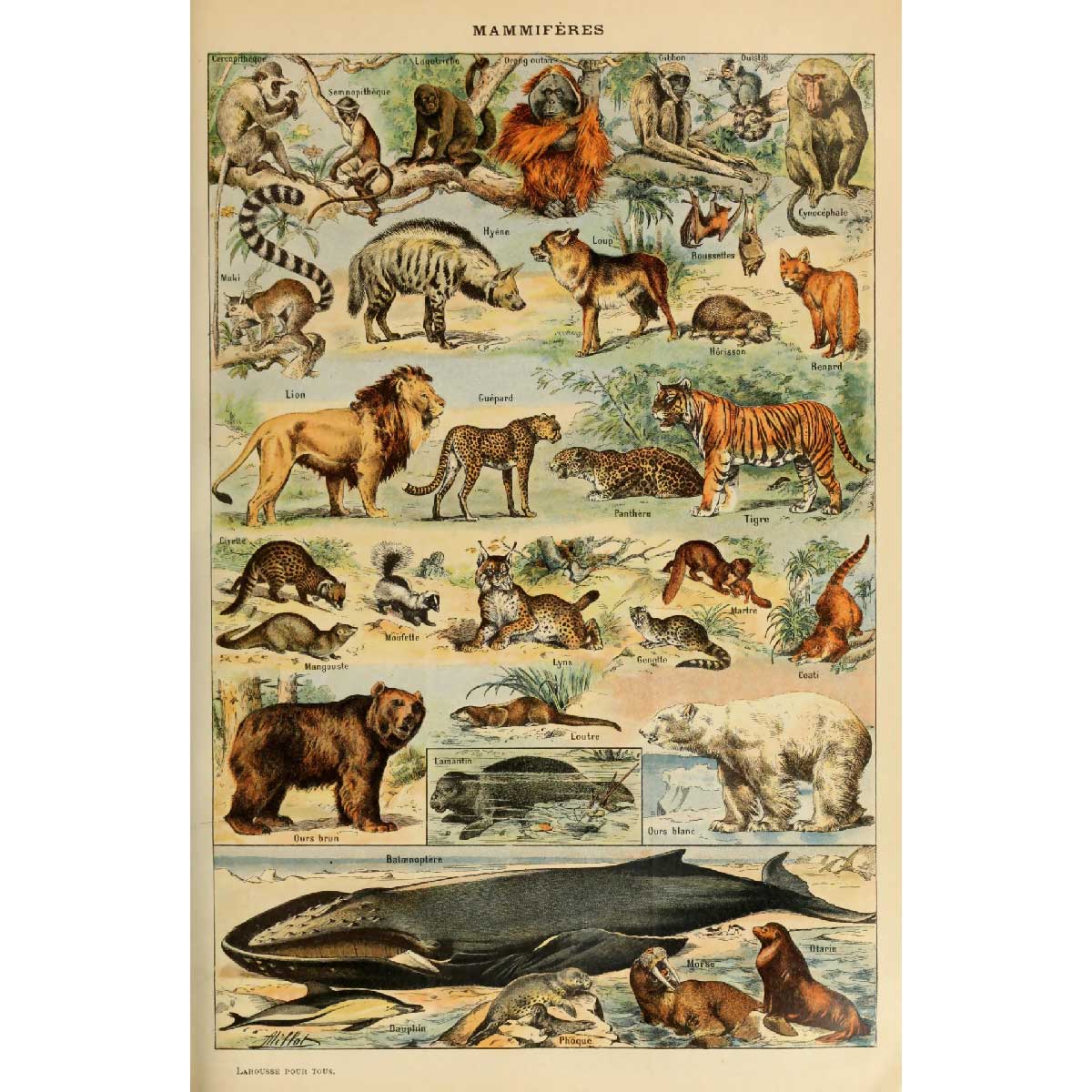 drawings of wildlife mammals. vintage-style
