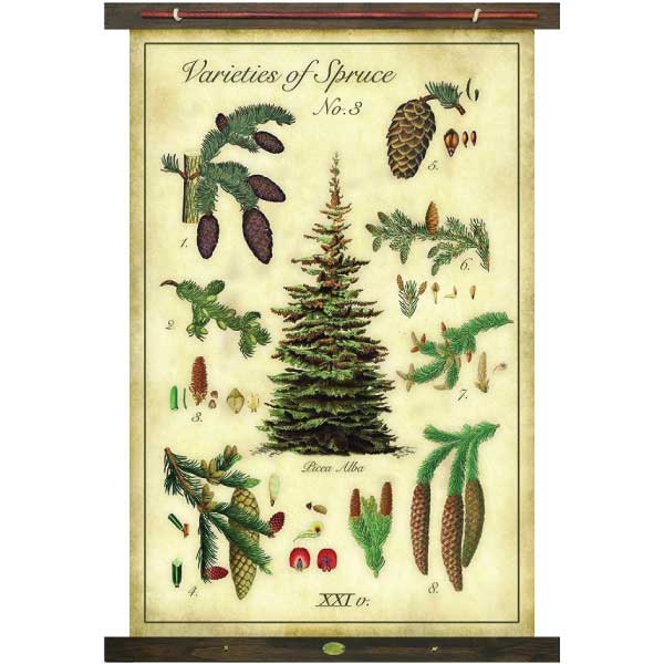 canvas wall hanging of a wall chart of varieties of Spruce trees