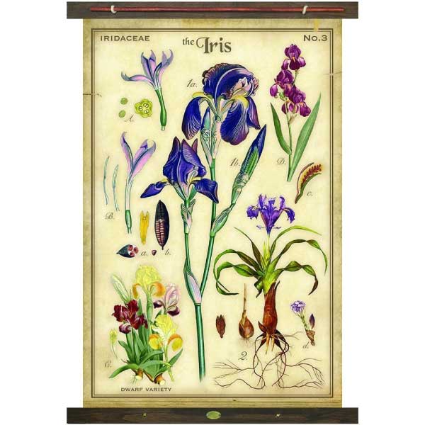 Iris | Tapestry | Floral | Canvas Wall Hanging