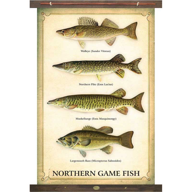 Northern Game Fish canvas wall hanging; Walleye, Pike, Bass