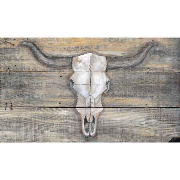 Image of a longhorn skull on weathered wood boards.