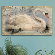 Beautiful Swan image with French writing in background. On a aqua colored wall.